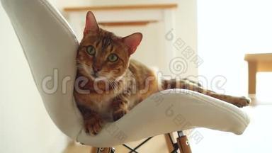 一只长着红色条纹头发的<strong>可爱</strong>的孟加拉猫躺在白色的椅子上，<strong>可爱</strong>的宠物，<strong>可爱</strong>的美丽的小猫，大而明亮
